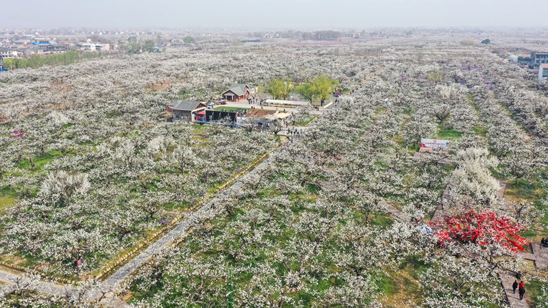 Dangshan, Anhui: milioni di peri in fiore
