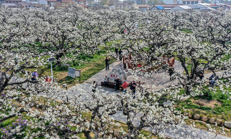 Dangshan, Anhui: milioni di peri in fiore