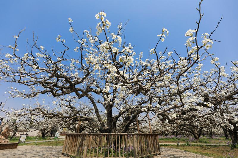 Dangshan, Anhui: milioni di peri in fiore