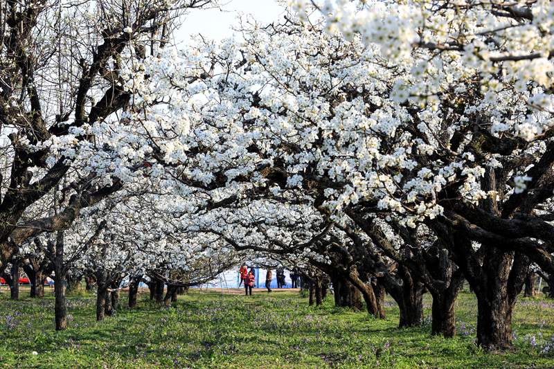 Dangshan, Anhui: milioni di peri in fiore