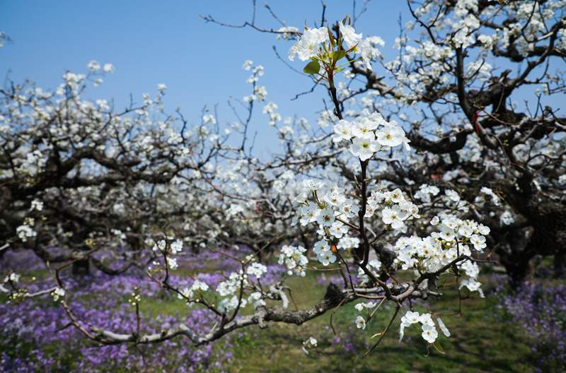 Dangshan, Anhui: milioni di peri in fiore