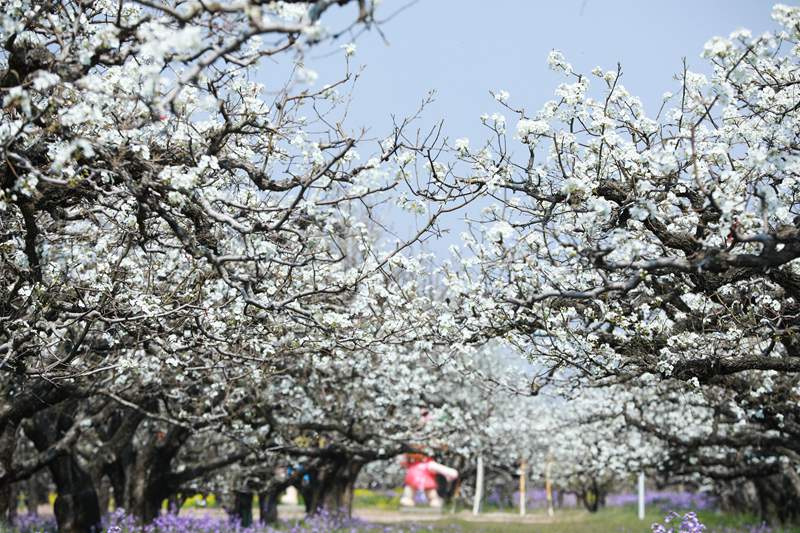 Dangshan, Anhui: milioni di peri in fiore