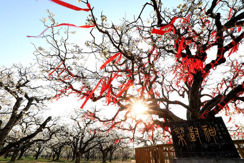 Dangshan, Anhui: milioni di peri in fiore