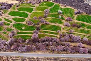 Xizang: lo splendore primaverile dei fiori di pesco a Linzhi