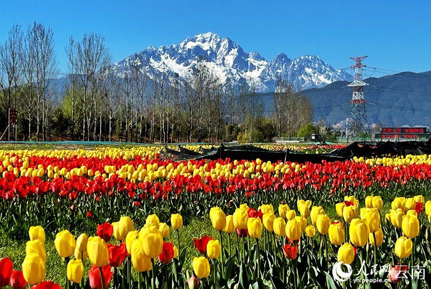 Tulipani in fiore in un parco industriale floreale nella città di Lijiang, nella provincia cinese dello Yunnan, creano un contrasto mozzafiato con il Monte innevato Yulong. (Quotidiano del Popolo Online/Liu Yi)