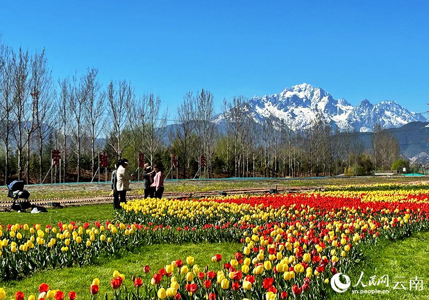 Yunnan, tulipani in fiore e il Monte innevato Yulong attirano visitatori a Lijiang