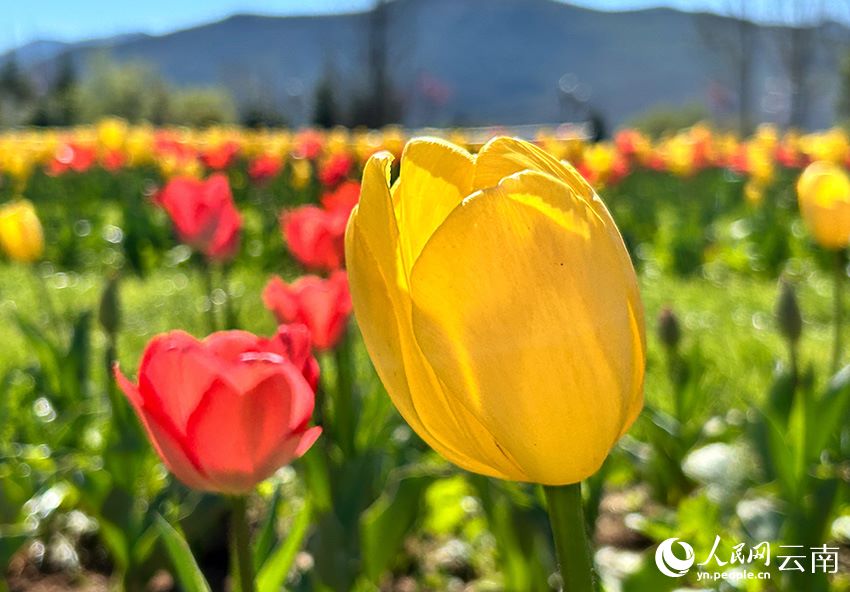 Yunnan, tulipani in fiore e il Monte innevato Yulong attirano visitatori a Lijiang