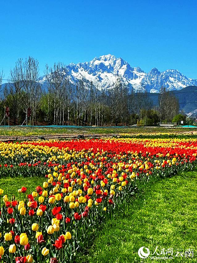 Yunnan, tulipani in fiore e il Monte innevato Yulong attirano visitatori a Lijiang