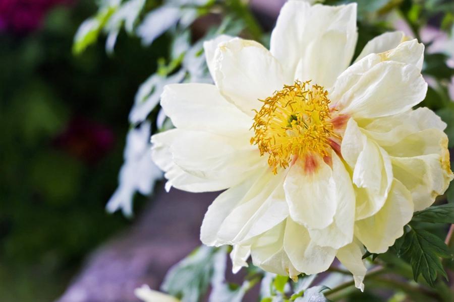 Giovani giornalisti stranieri visitano il Giardino Nazionale delle Peonie di Luoyang