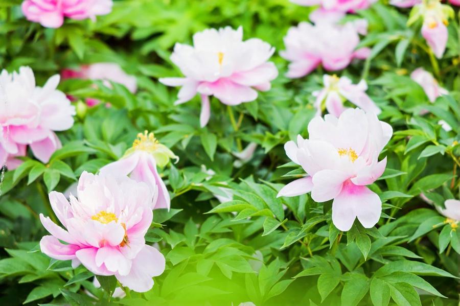 Giovani giornalisti stranieri visitano il Giardino Nazionale delle Peonie di Luoyang