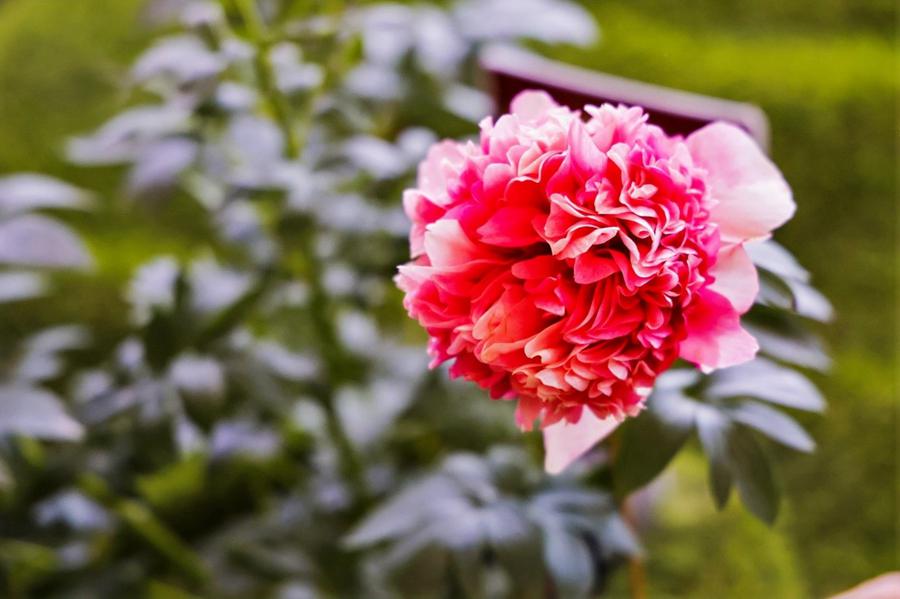 Giovani giornalisti stranieri visitano il Giardino Nazionale delle Peonie di Luoyang
