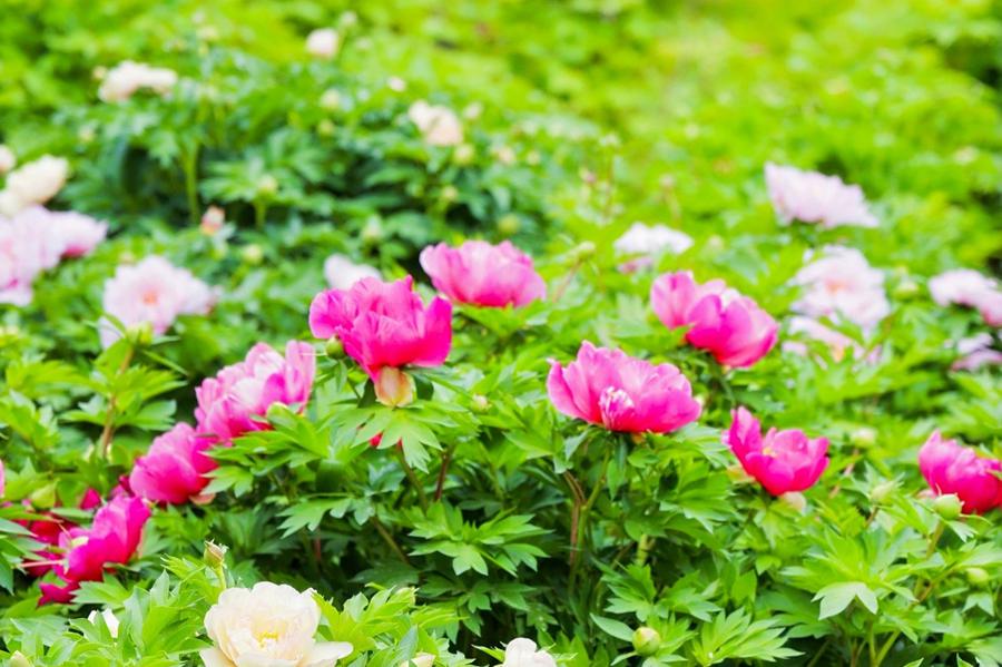 Giovani giornalisti stranieri visitano il Giardino Nazionale delle Peonie di Luoyang
