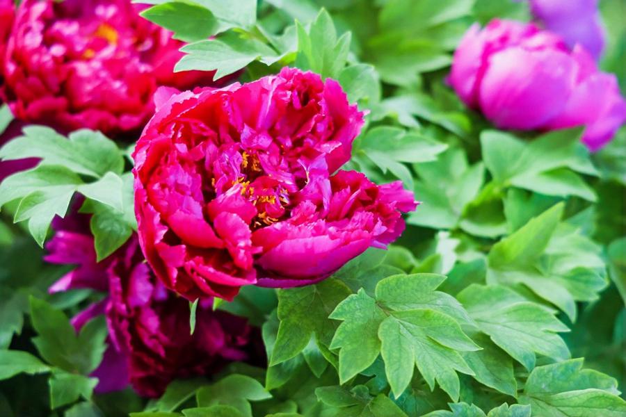 Giovani giornalisti stranieri visitano il Giardino Nazionale delle Peonie di Luoyang