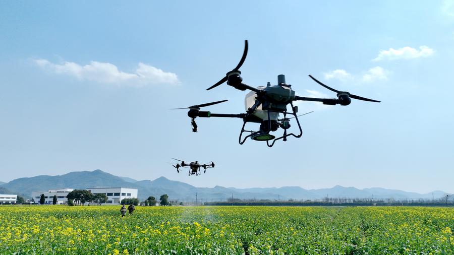 Droni al lavoro in un campo di colza nel villaggio di Shangbai, nella provincia orientale cinese del Zhejiang. (19 marzo 2025 - Xinhua/Xie Shangguo)