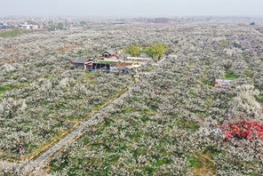 Dangshan, Anhui: milioni di peri in fiore