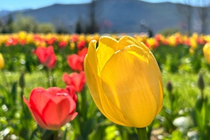 Yunnan, tulipani in fiore e il Monte innevato Yulong attirano visitatori a Lijiang