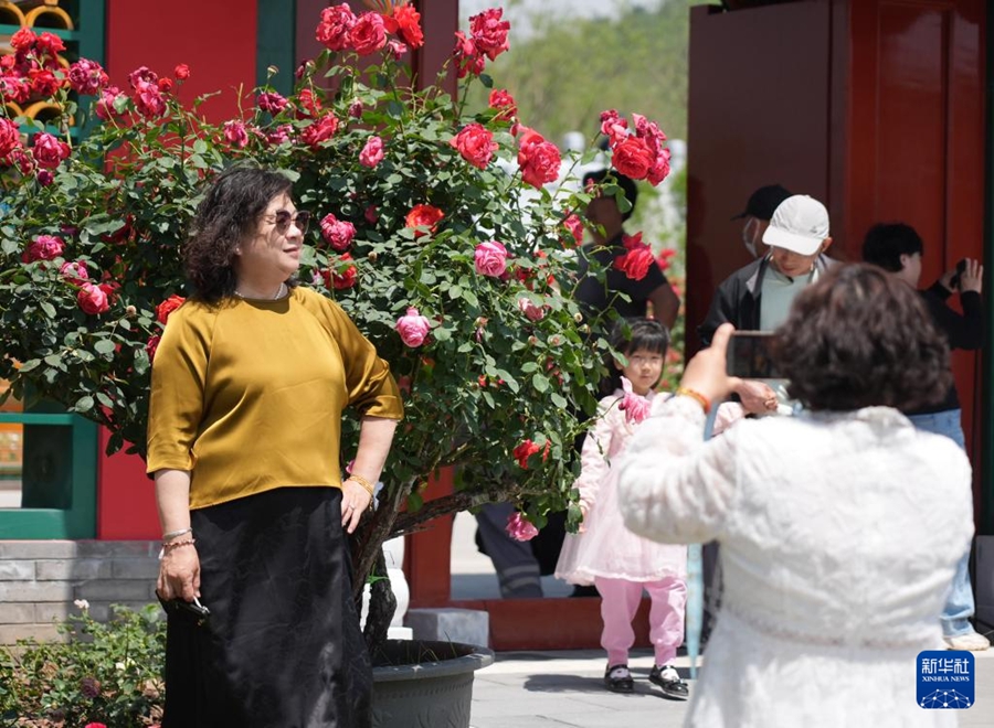 Beijing ospita la 9a Conferenza Internazionale sulla Rosa Chinensis