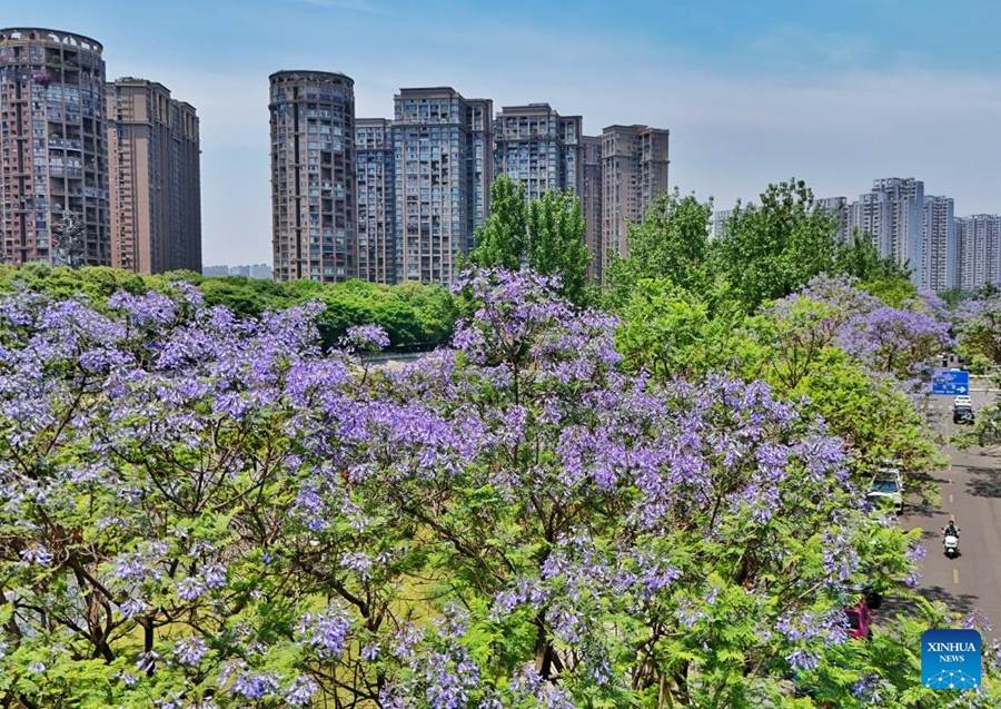 Gli alberi di Jacaranda nel Sichuan entrano nel picco della fioritura