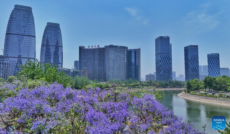 Gli alberi di Jacaranda nel Sichuan entrano nel picco della fioritura
