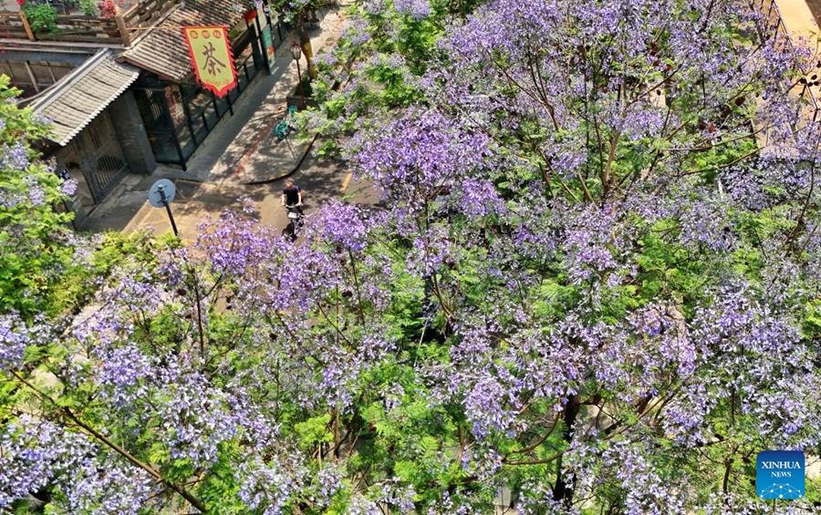 Gli alberi di Jacaranda nel Sichuan entrano nel picco della fioritura