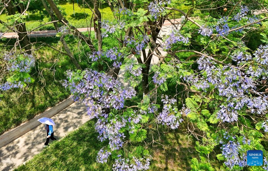 Gli alberi di Jacaranda nel Sichuan entrano nel picco della fioritura
