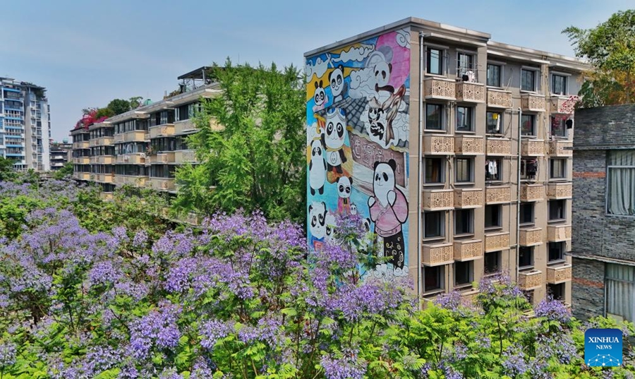 Gli alberi di Jacaranda nel Sichuan entrano nel picco della fioritura