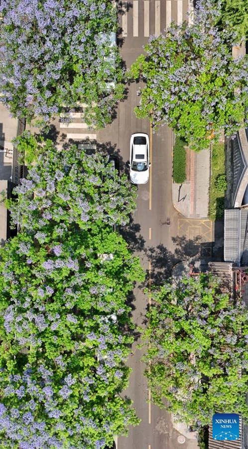 Gli alberi di Jacaranda nel Sichuan entrano nel picco della fioritura