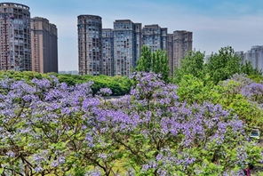 Gli alberi di Jacaranda nel Sichuan entrano nel picco della fioritura