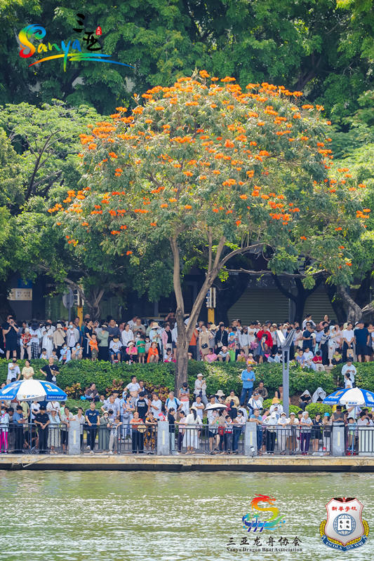 Sanya: gare di barche drago tra aironi e acque blu