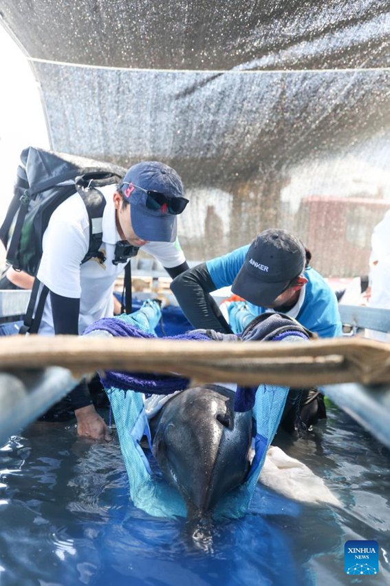 Delfino arenato torna in mare dopo aver ricevuto cure specialistiche a Sanya