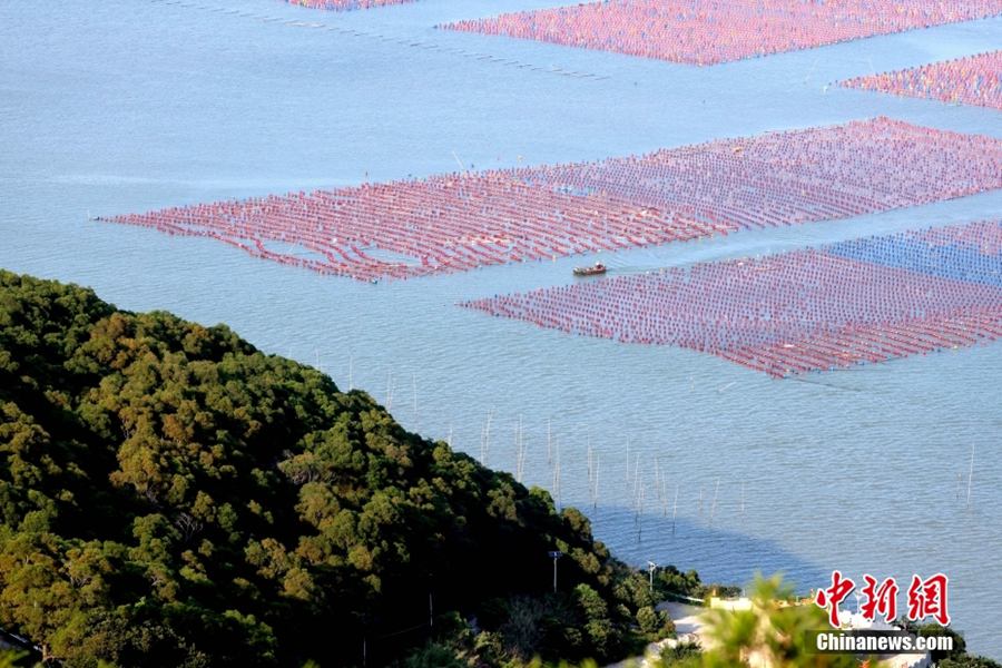 Fujian: piena stagione estiva per gli allevamenti marini
