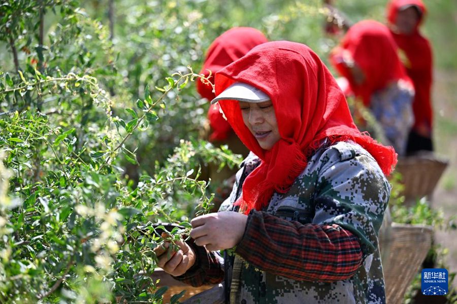 Inizia la stagione della raccolta di bacche di Goji ai piedi dei Monti Helan