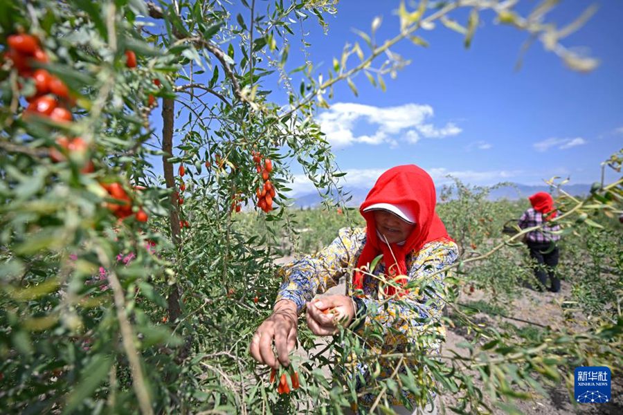 Inizia la stagione della raccolta di bacche di Goji ai piedi dei Monti Helan