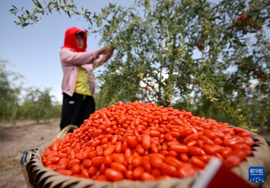Inizia la stagione della raccolta di bacche di Goji ai piedi dei Monti Helan