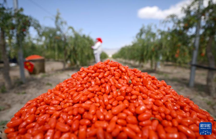 Inizia la stagione della raccolta di bacche di Goji ai piedi dei Monti Helan