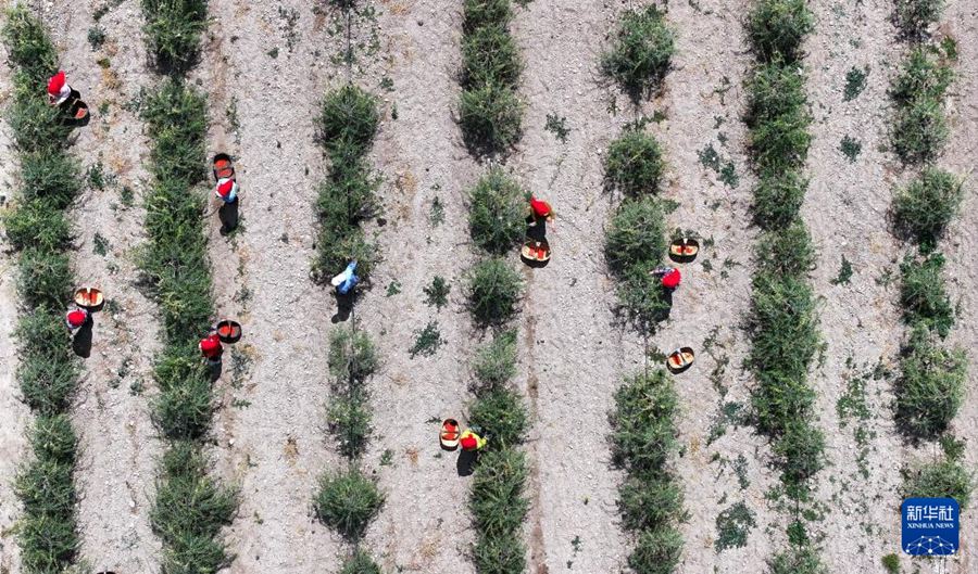 Inizia la stagione della raccolta di bacche di Goji ai piedi dei Monti Helan