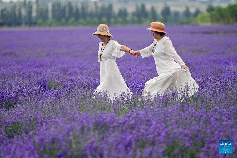 Festival turistico della lavanda promuove lo sviluppo economico nello Xinjiang