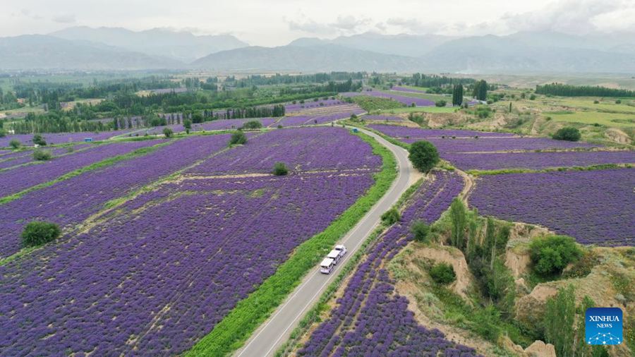 Festival turistico della lavanda promuove lo sviluppo economico nello Xinjiang
