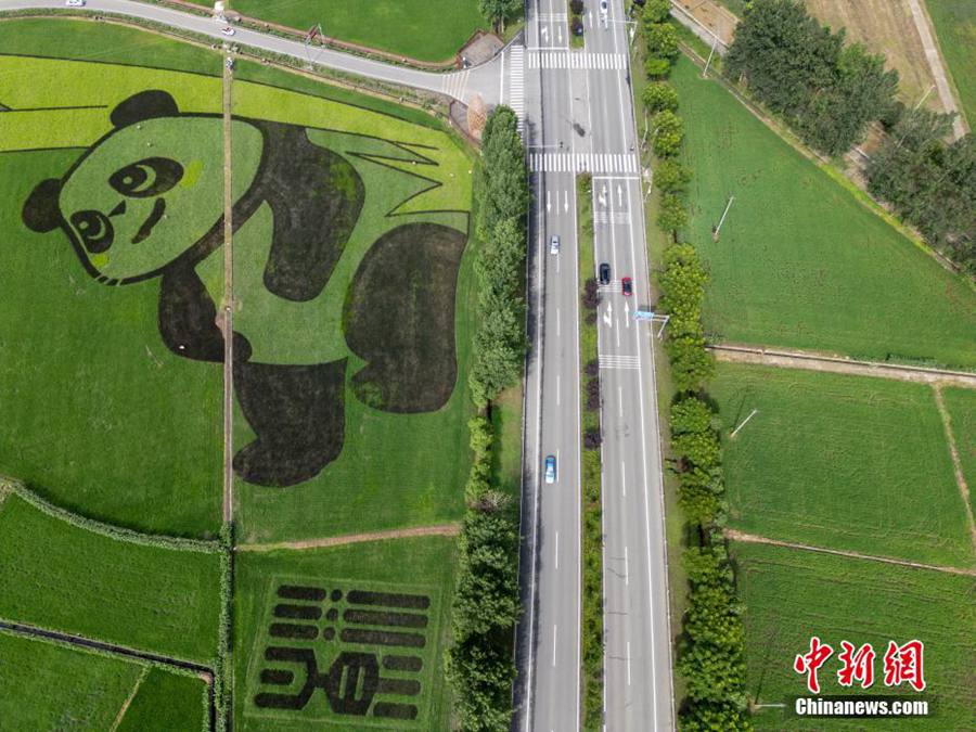 Chengdu, enorme 