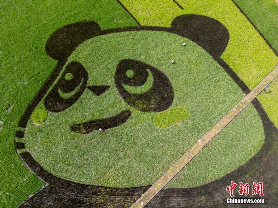 Chengdu, enorme "panda gigante" formato con riso colorato