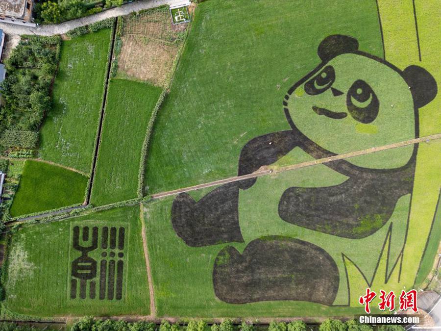 Chengdu, enorme 