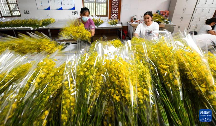Baisha, Hainan: industria delle orchidee stimola la rivitalizzazione rurale