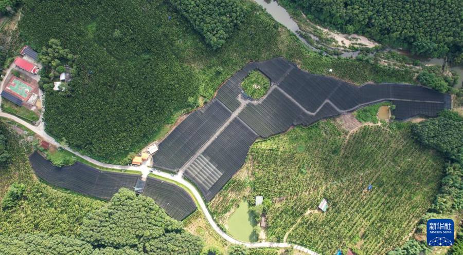 Baisha, Hainan: industria delle orchidee stimola la rivitalizzazione rurale