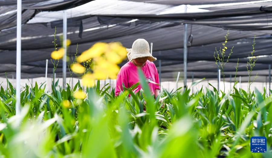 Baisha, Hainan: industria delle orchidee stimola la rivitalizzazione rurale