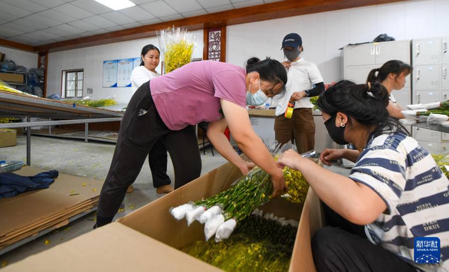 Baisha, Hainan: industria delle orchidee stimola la rivitalizzazione rurale