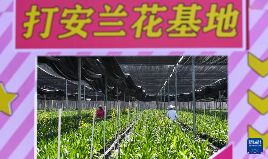Baisha, Hainan: industria delle orchidee stimola la rivitalizzazione rurale