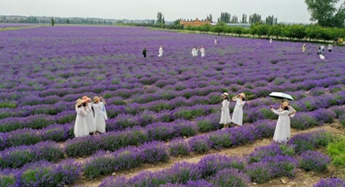 Festival turistico della lavanda promuove lo sviluppo economico nello Xinjiang