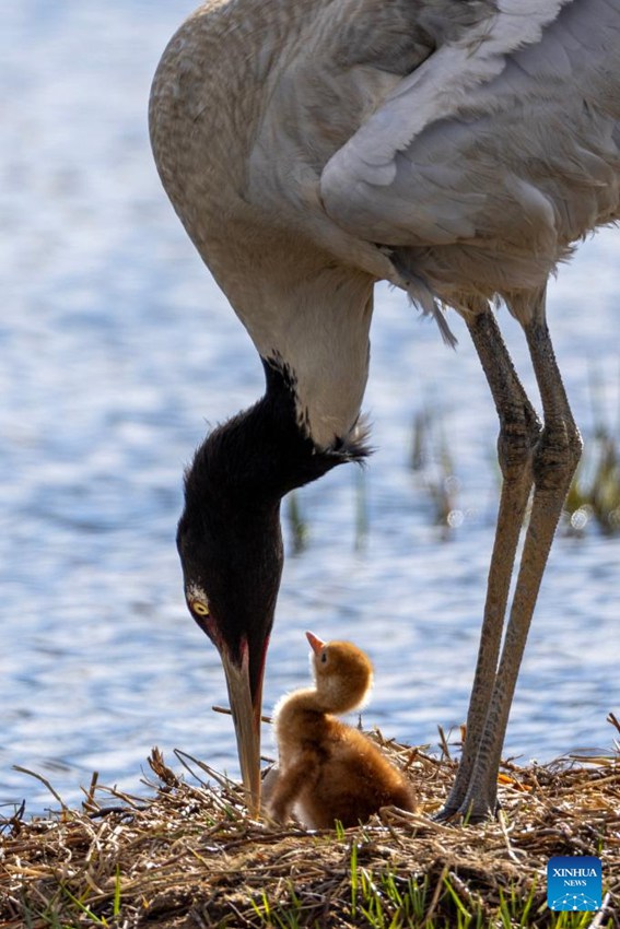 Le zone umide proteggono specie di uccelli dall'altopiano al paesaggio urbano
