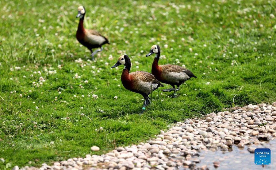 Le zone umide proteggono specie di uccelli dall'altopiano al paesaggio urbano