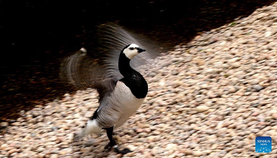 Le zone umide proteggono specie di uccelli dall'altopiano al paesaggio urbano